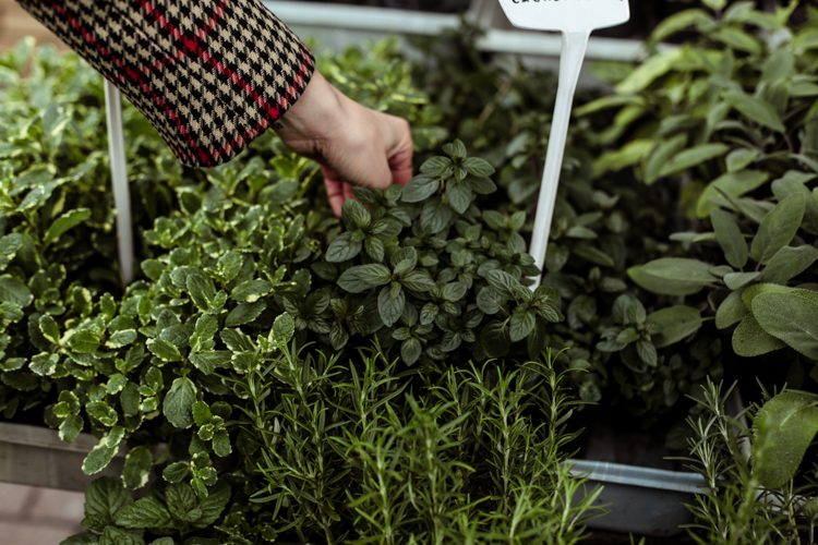 Zioła, które musisz mieć w swojej kuchni, mięta