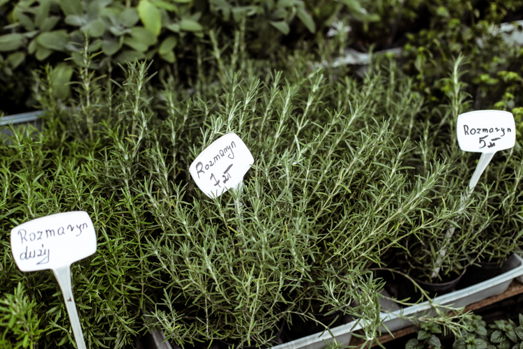 Zioła, które musisz mieć w swojej kuchni, rozmaryn