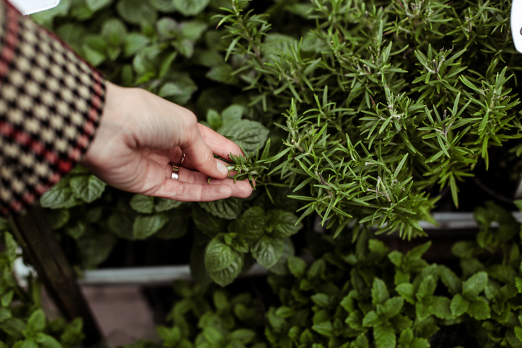Zioła, które musisz mieć w swojej kuchni, rozmaryn